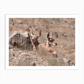 Baby Antelope Calves Art Print