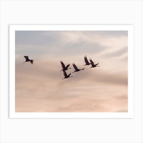 Sandhill Cranes Migrating Art Print