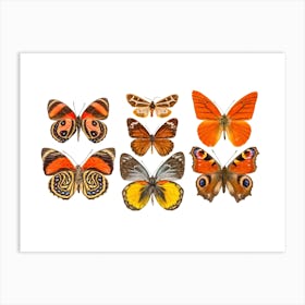 Collection Of Orange Butterflies Art Print