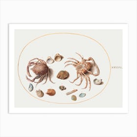 Two Crabs With Seashells (1575–1580), Joris Hoefnagel Art Print