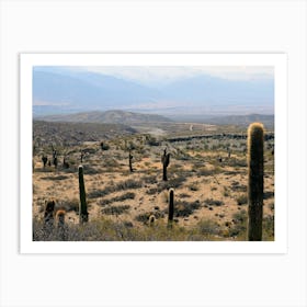 Cactus Field, Argentina Art Print