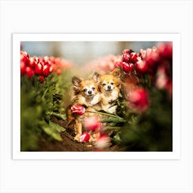 Chihuahuas in between the Tulips - Belgium dog photo print - moody animal photography art Art Print