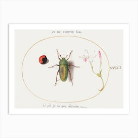 Jewel Beetle With A Plant Gall And A Flower (1575–1580), Joris Hoefnagel Art Print