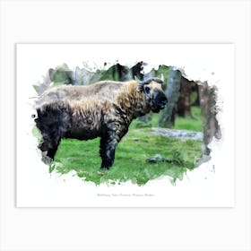 Motithang Takin Preserve, Thimphu, Bhutan Art Print