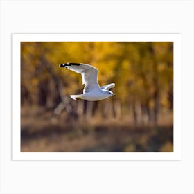 Ring Billed Gull In Autumn Art Print