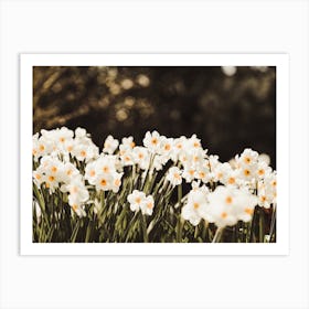 White Daffodil Flowers Art Print
