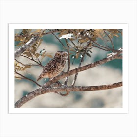 Burrowing Owl In Tree Art Print