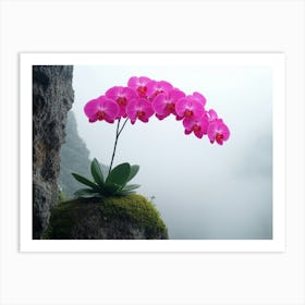 Orchid Flower On A Rock Art Print