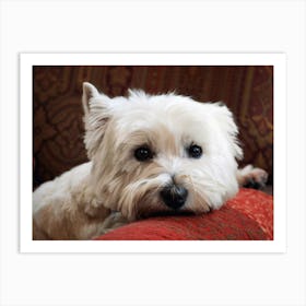 Molly the Westie Art Print