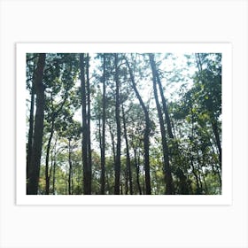 A Beautiful Forest 10 By Binod Dawadi Art Print