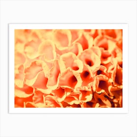 Close Up Of Orange Flowers Art Print