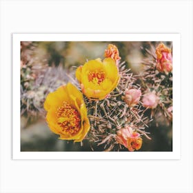 Pastel Cactus Flowers Art Print