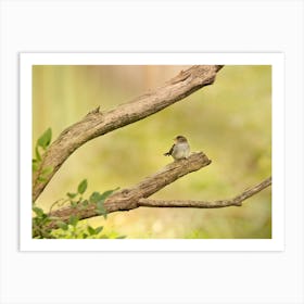 Female House Sparrow Art Print