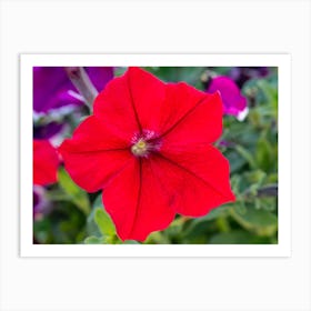 Petunia Art Print