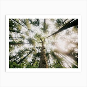 Looking Up Art Print