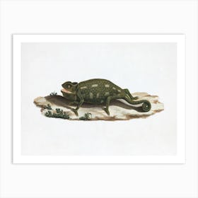 Unidentified Chameleon (1737–1770), Luigi Balugan Art Print