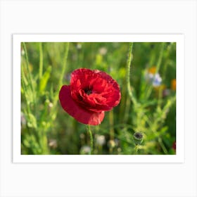 Red poppy in the green field Art Print