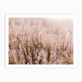 Dreamy heather purple flowers bright Art Print