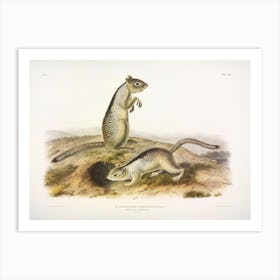 Little Squirrel, John James Audubon Art Print