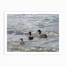 three Ducklings 11346 Art Print