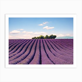 Lavender Field Art Print