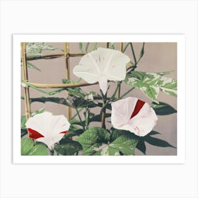 Beautiful Photomechanical Prints Of Striped Bindweed Flowers (1887–1897), Kazumasa Ogawa Art Print