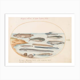 Aquatic And Shellfish Animals, Joris Hoefnagel (11) Art Print