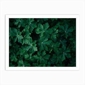 Lush Green Close Up Colour Nature Photography Art Print