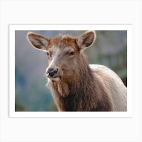 Female Elk Art Print