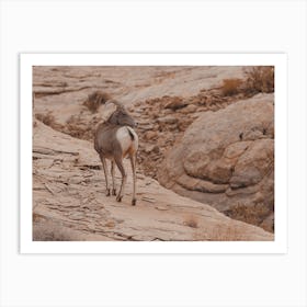 Sheep In Desert Art Print