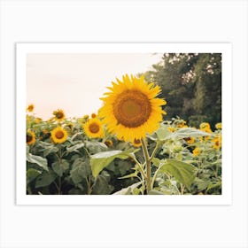 Big Sunflower Art Print