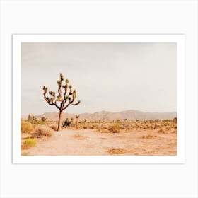 One Joshua Tree Art Print