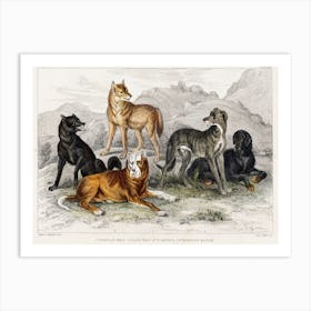 European Wolf, Black Wolf of North America, St.Bernard's Mastiff, Highland Greyhound, and Great Dog of Nepal, Oliver Goldsmith Art Print