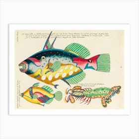 Colourful And Surreal Illustrations Of Maribe Life Found In Moluccas (Indonesia) And The East Indies, Louis Renard (1678 1746)(83) Art Print