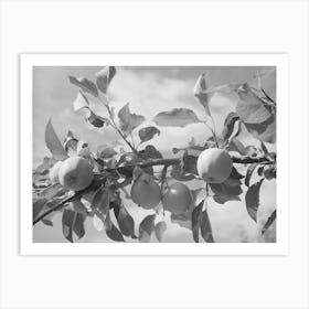 Apples Are One Of The Main Fruit Crops Along The Rio Pueblo At Dixon, New Mexico By Russell Lee Art Print