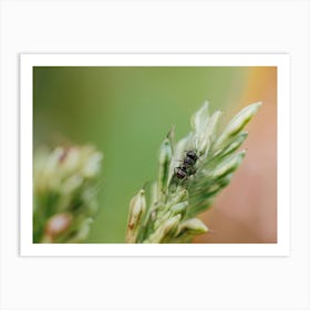 Ant On A Plant 1 Art Print