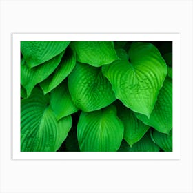 Hosta Leaves Green Art Print