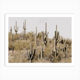 Saguaro Cactus Hillside Art Print