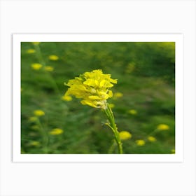 Wild flower Art Print