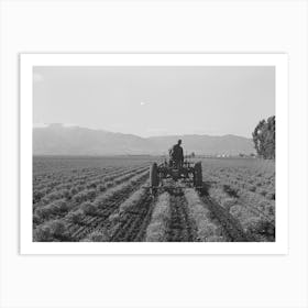 Salinas, California, Intercontinental Rubber Producers,Cultivating Two Year Old Guayule Plants, This Is The Only Plac Art Print