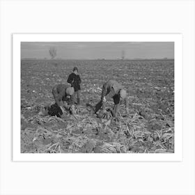 Untitled Photo, Possibly Related To Picking Up And Piling Sugar Beets Before Topping Them Near East Grand Forks Art Print