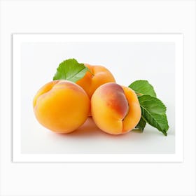 Apricots 17 Art Print