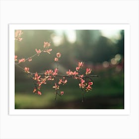 Blossoming Cherry Tree Art Print