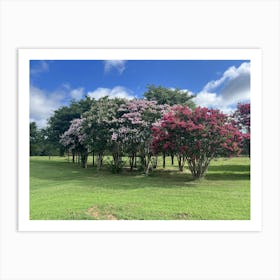 CrapeMyrtle Blooming Trees Art Print