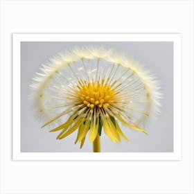 Dandelion Flower With White Seeds Art Print