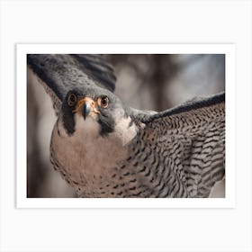 Coopers Hawk Wings Art Print