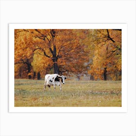 Cow In Autumn Field Art Print