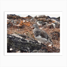 Ptarmigan In Alaska Art Print