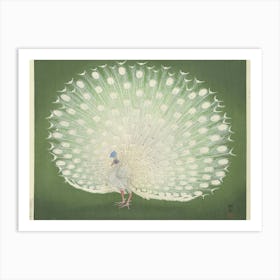 Peacock 5 Art Print