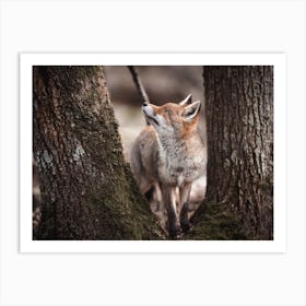 Red Fox In Woodland Art Print